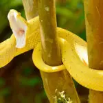 Zipline-manuel-antonio3