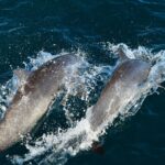 catamaran-manuel-antonio3