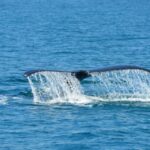 catamaran-manuel-antonio4