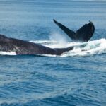 catamaran-manuel-antonio5