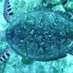 catamaran-manuel-antonio6