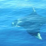 catamaran-manuel-antonio7